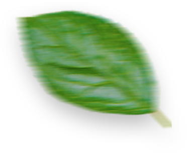arden-naturel-slider-yaban-mersini-ozu- (2)